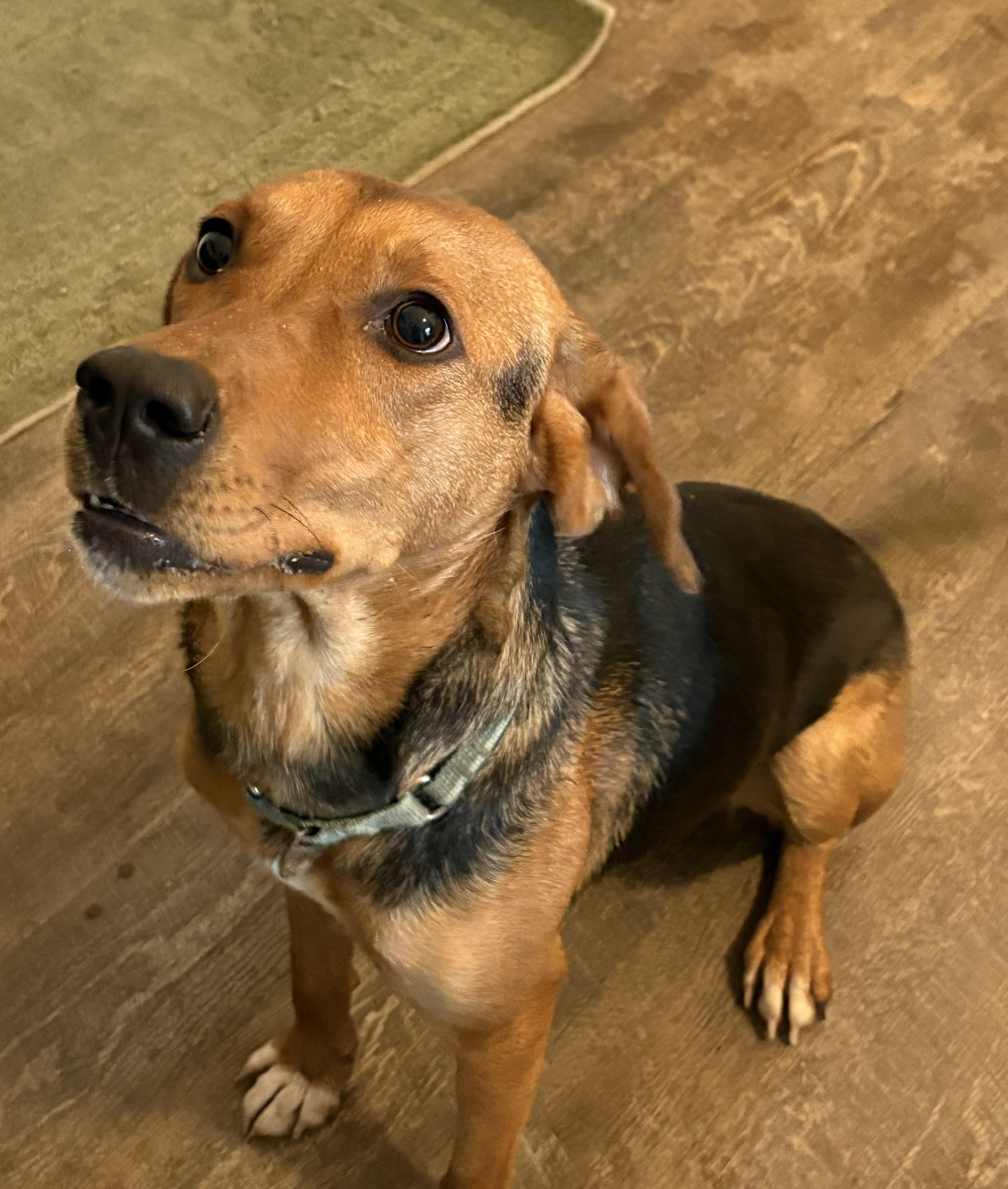 Enlarge Ember, a ADOPTABLE mixed breed in Eaton Rapids, MI image 2/4