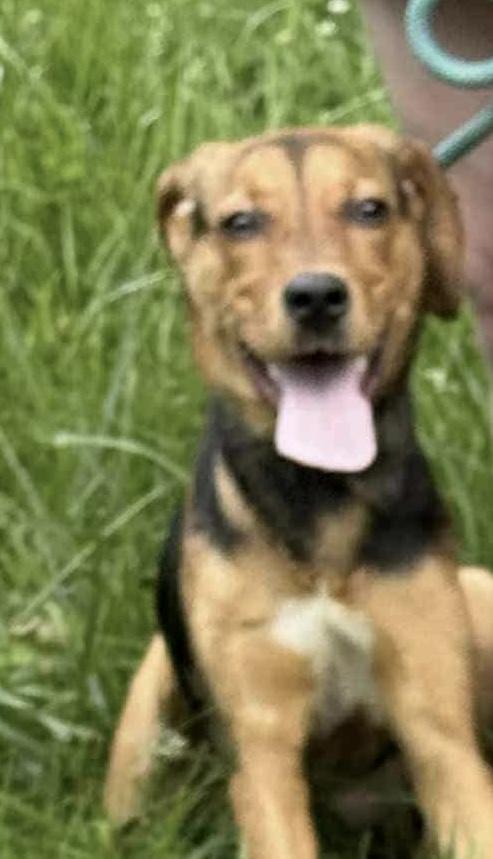 Enlarge Ember, a ADOPTABLE mixed breed in Eaton Rapids, MI image 3/4