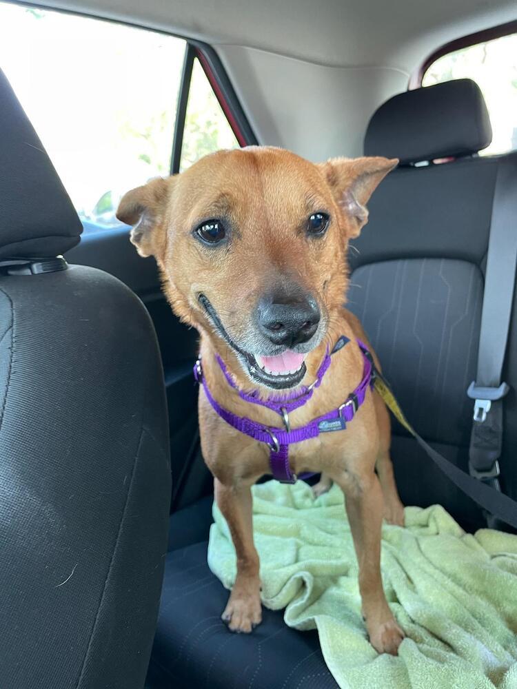 Enlarge Max Jr *, a Adoptable Terrier in Columbia, TN image 2/3