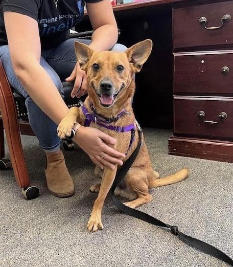 Enlarge Max Jr *, a Adoptable Terrier in Columbia, TN image 3/3