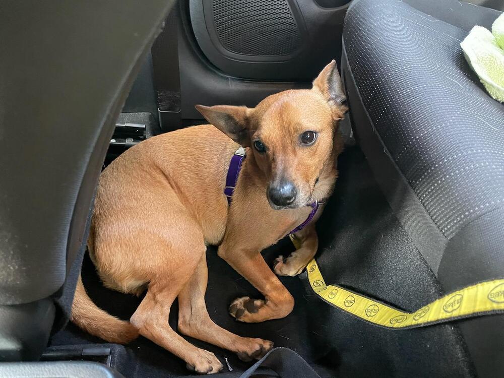 Enlarge Max Jr DD, a Adoptable Terrier in Columbia, TN image 3/3