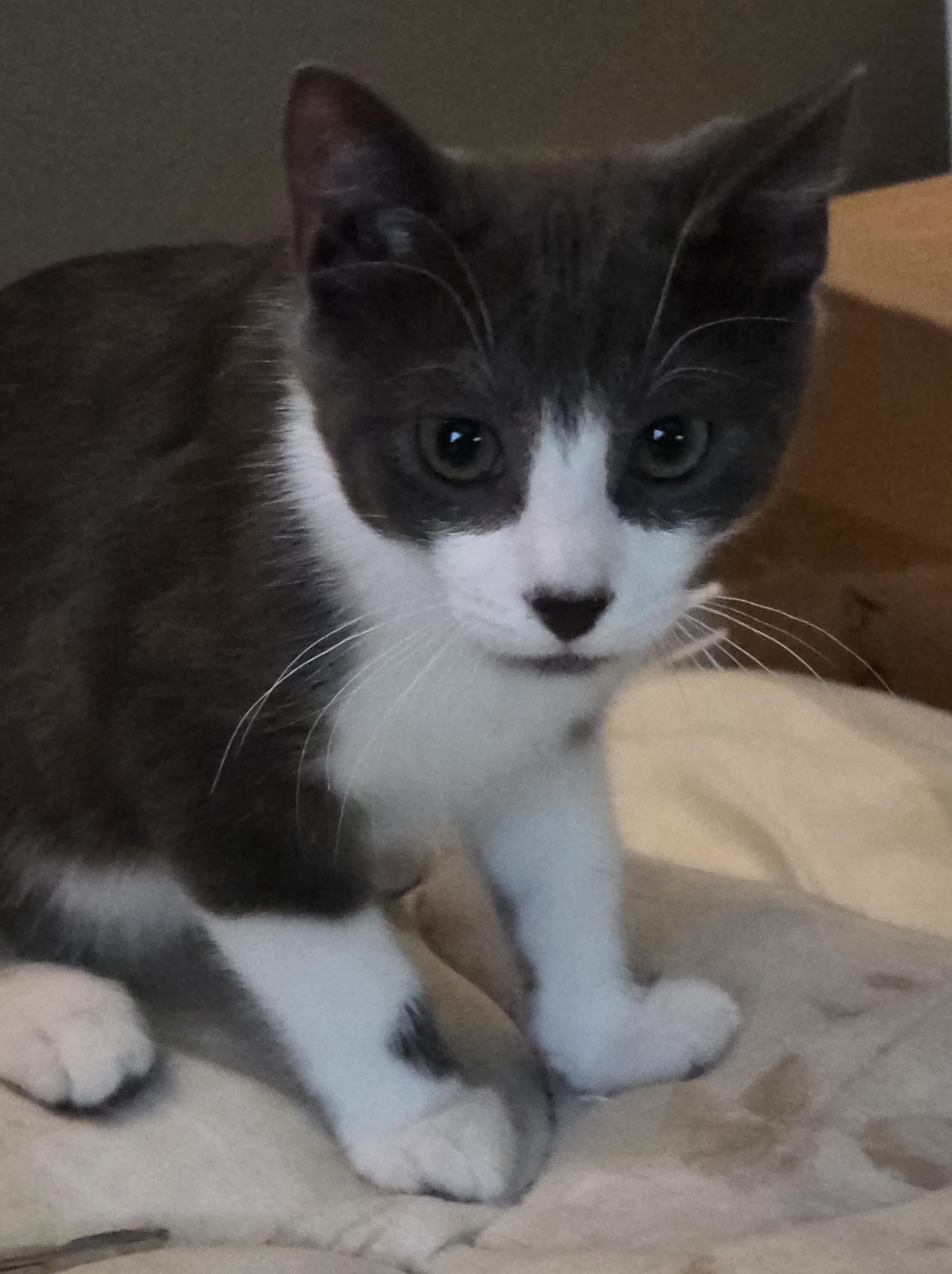 Enlarge Bucky, a Adoptable Domestic Short Hair in Sterling Heights, MI image 1/1