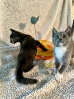 Enlarge Cuddles R Us & Funny R Us Bonded, a Adopted mixed breed in Worcester, MA image 4/6