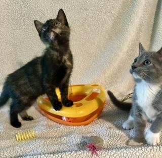 Enlarge Cuddles R Us & Funny R Us Bonded, a Adopted mixed breed in Worcester, MA image 3/6