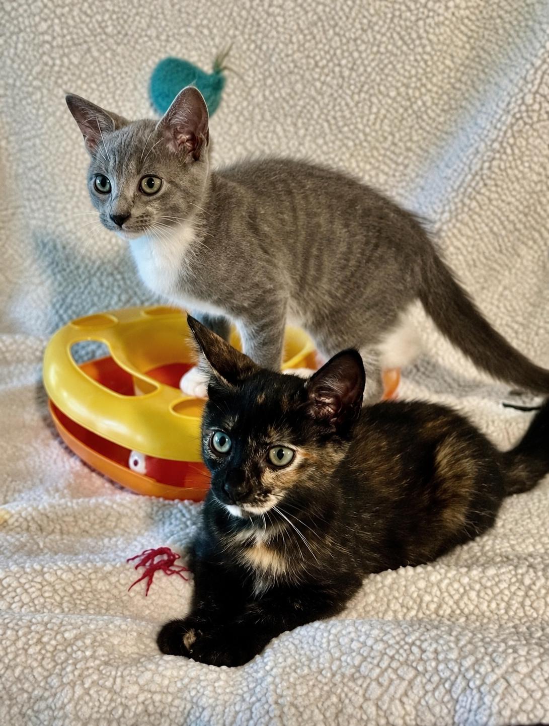 Enlarge Cuddles R Us & Funny R Us Bonded, a Adopted mixed breed in Worcester, MA image 1/6