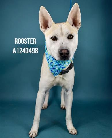 Enlarge Rooster -- LONGTIME RESIDENT!, an adoptable mixed breed in Thousand Oaks, CA image 1/2