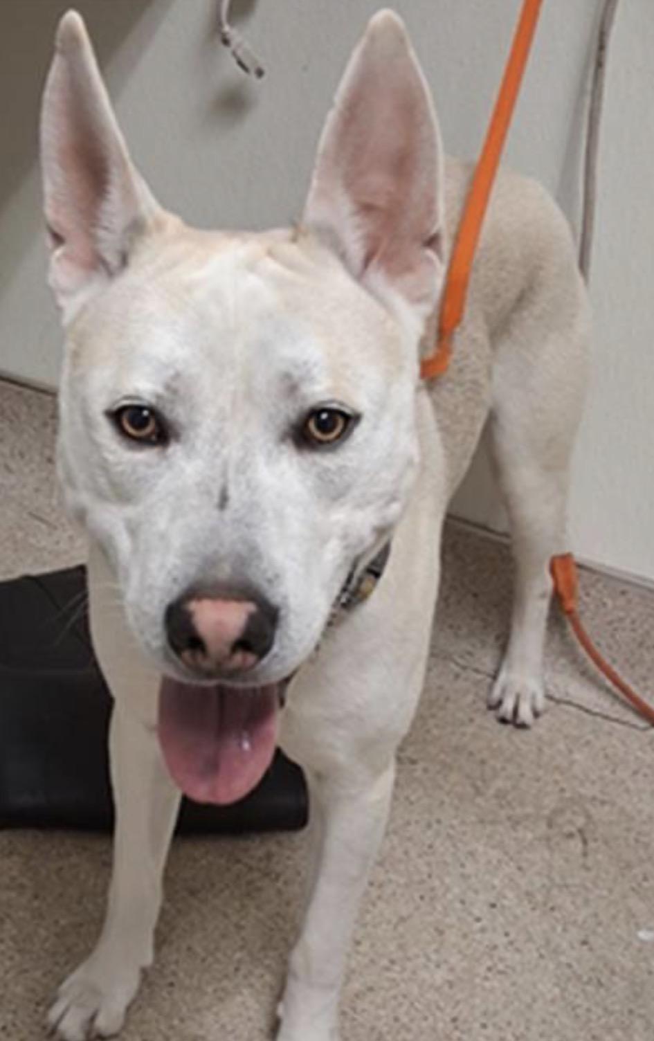 Enlarge Rooster -- LONGTIME RESIDENT!, an adoptable mixed breed in Thousand Oaks, CA image 2/2