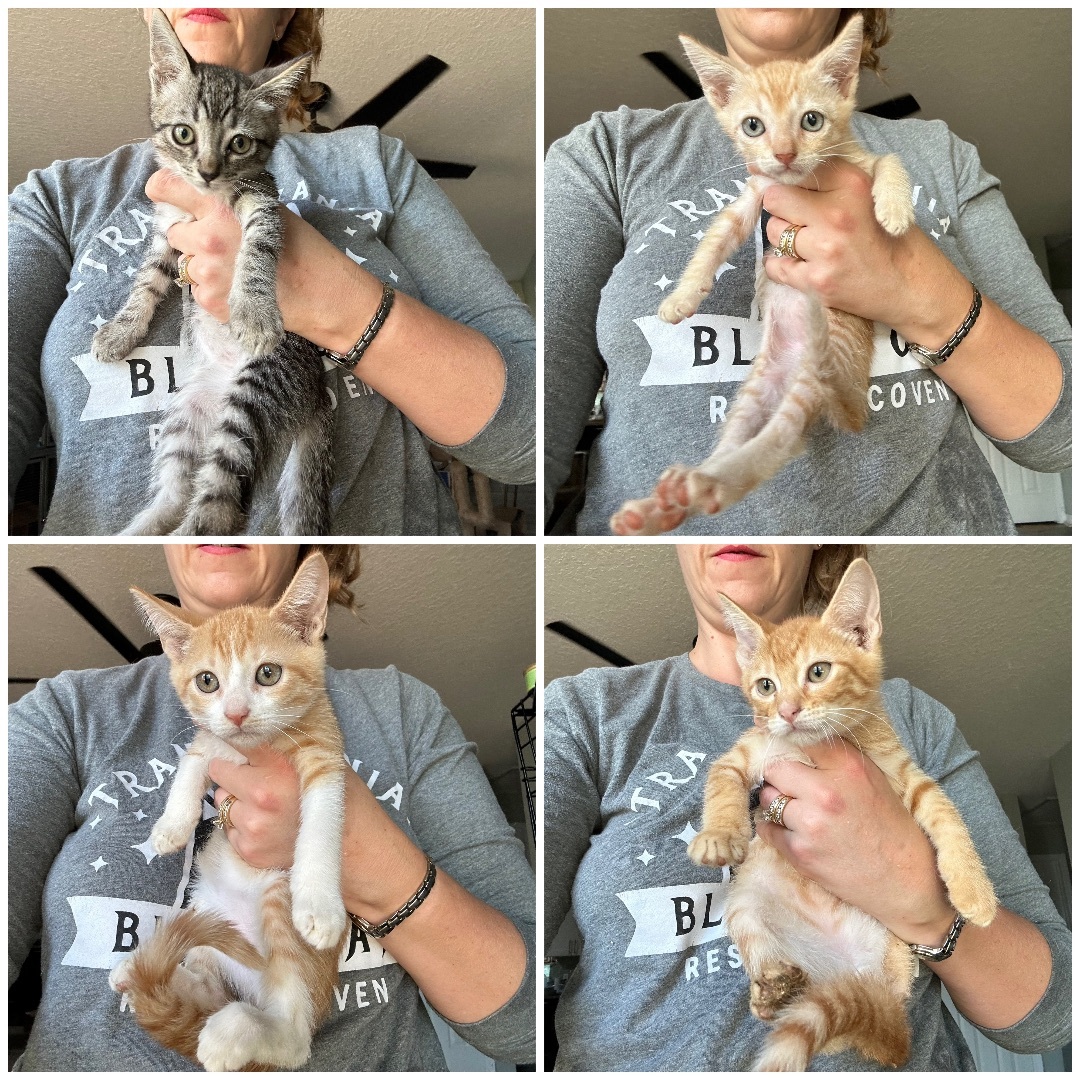 Talia , Adopted, Kitten Female Domestic Short Hair.