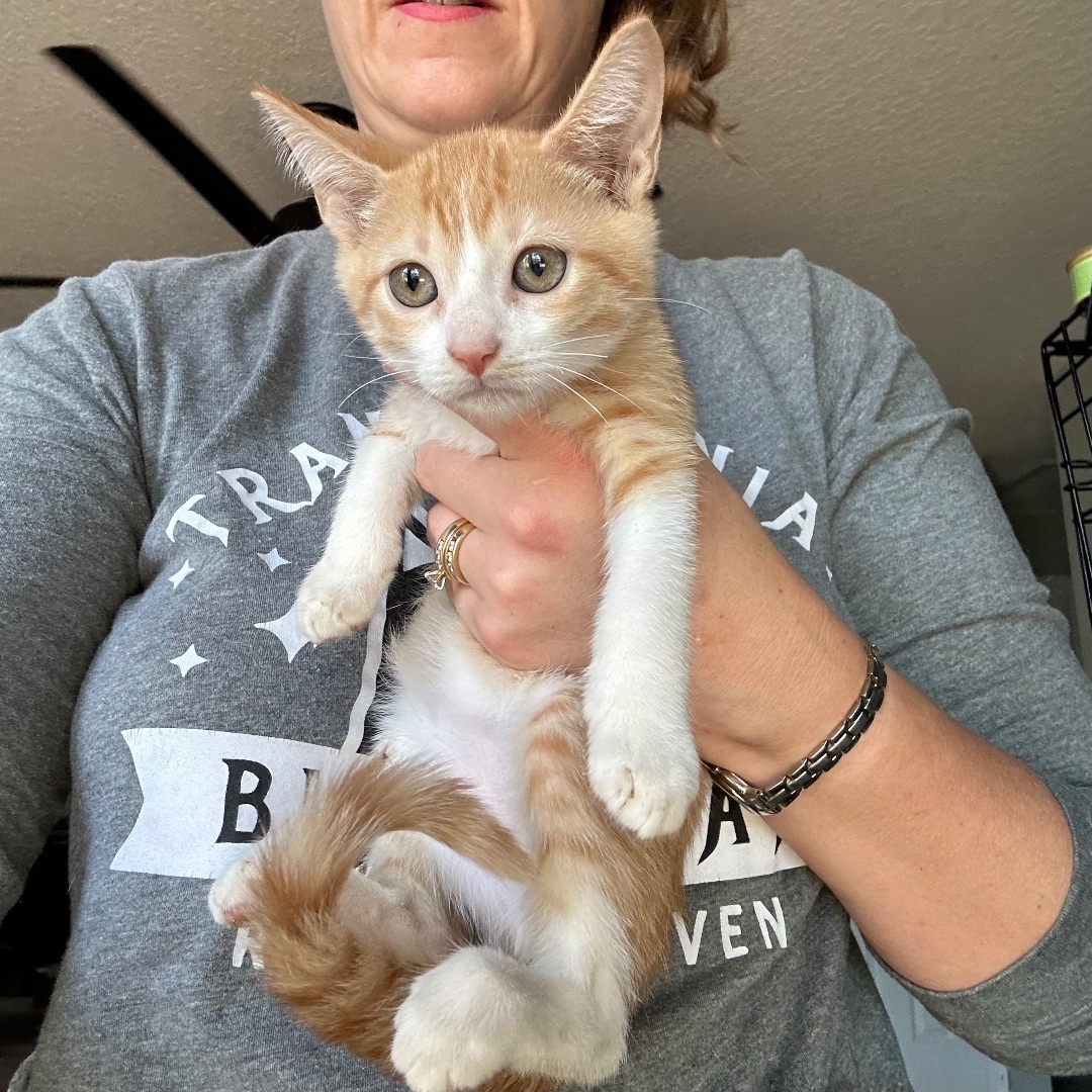 Talia , a Adopted Domestic Short Hair in Citra, FL image 2/6