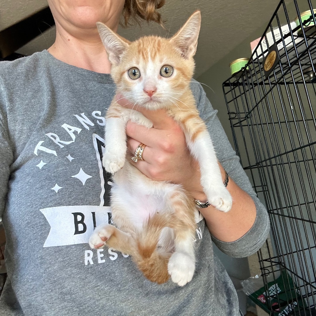 Talia , a Adopted Domestic Short Hair in Citra, FL image 3/6