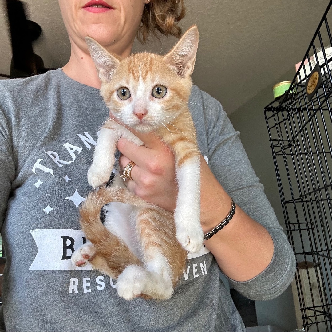 Talia , a Adopted Domestic Short Hair in Citra, FL image 5/6