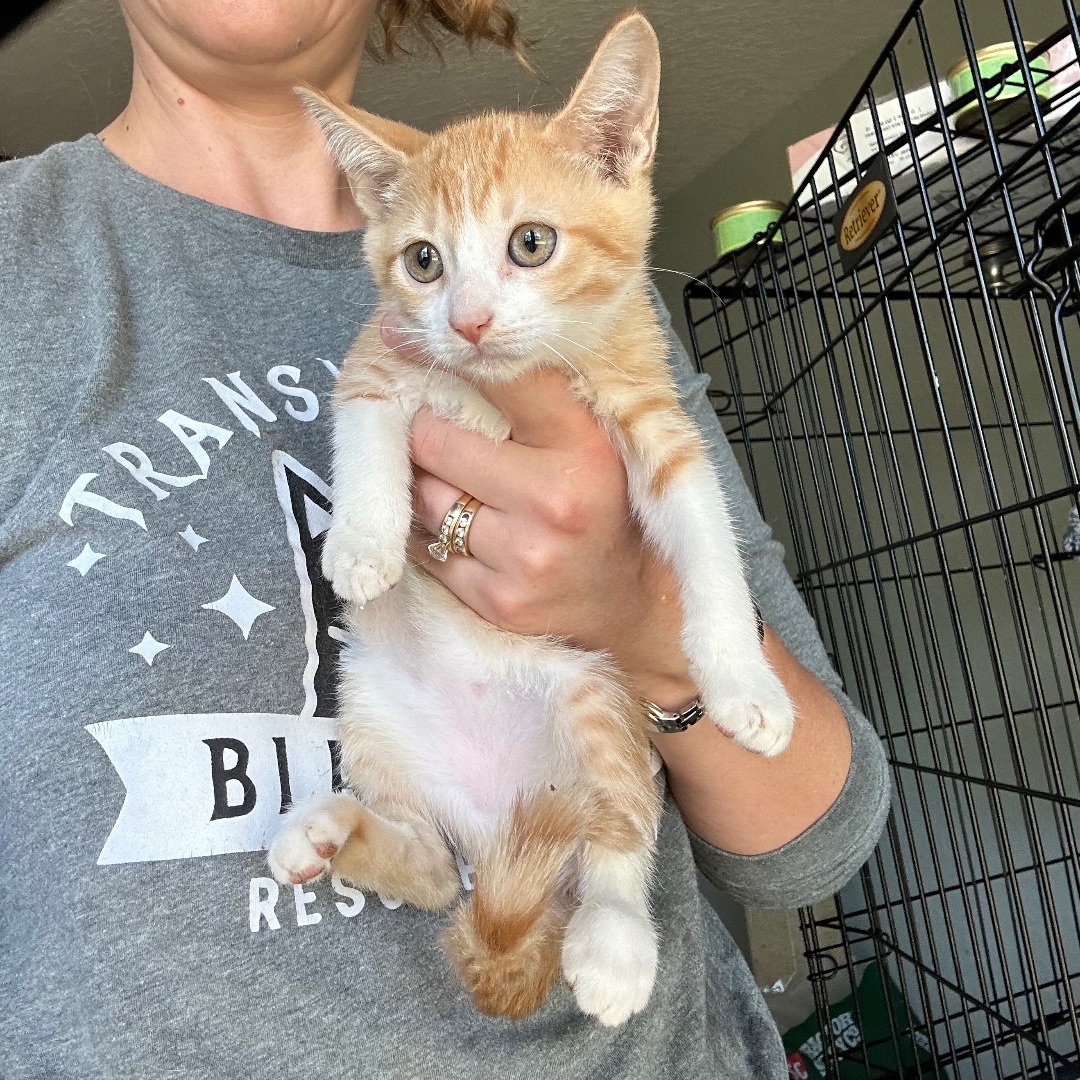 Talia , a Adopted Domestic Short Hair in Citra, FL image 6/6