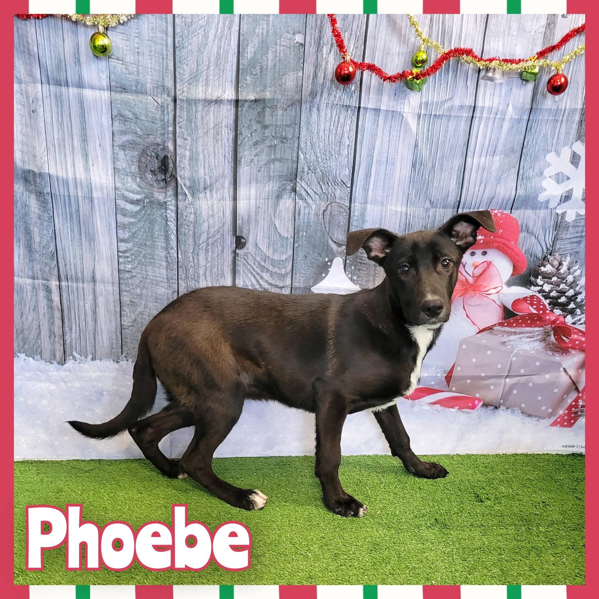 Phoebe, Adoptable, Young Female Catahoula Leopard Dog.