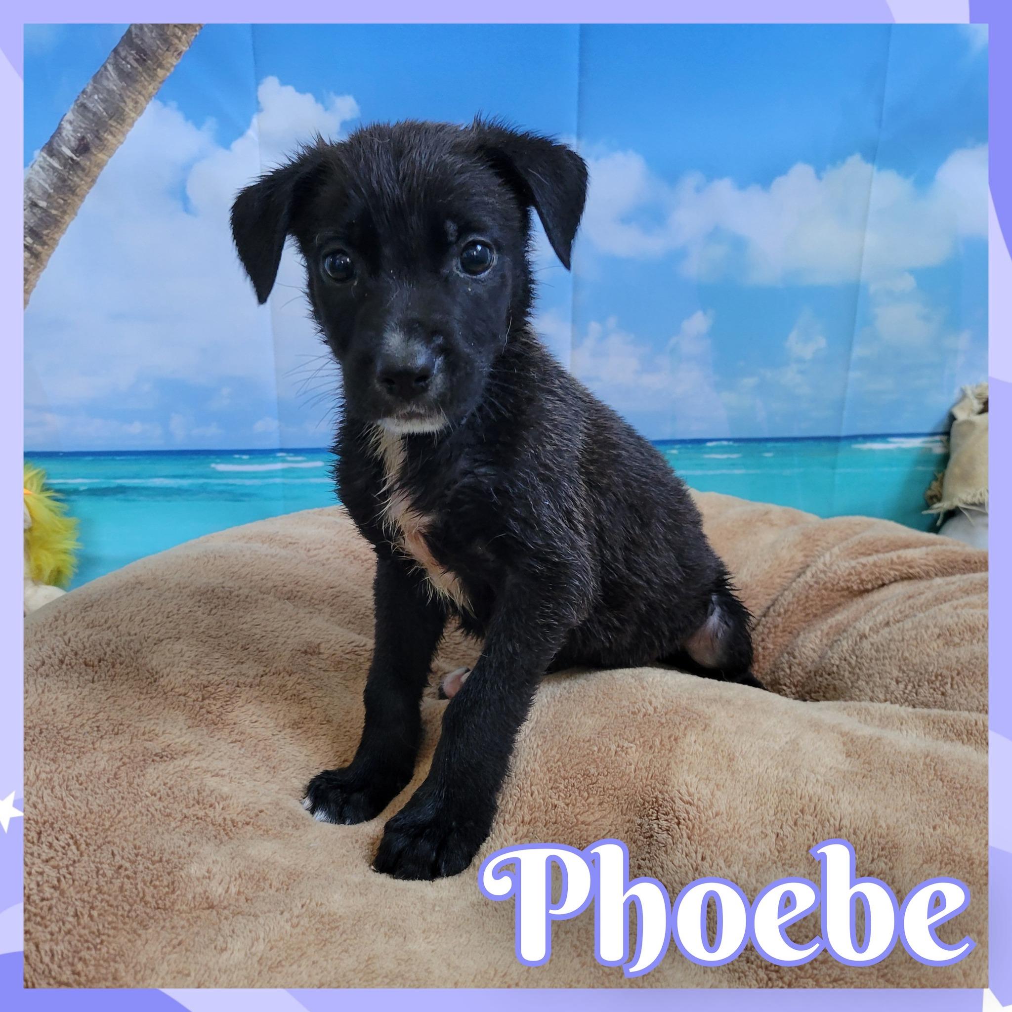 Phoebe