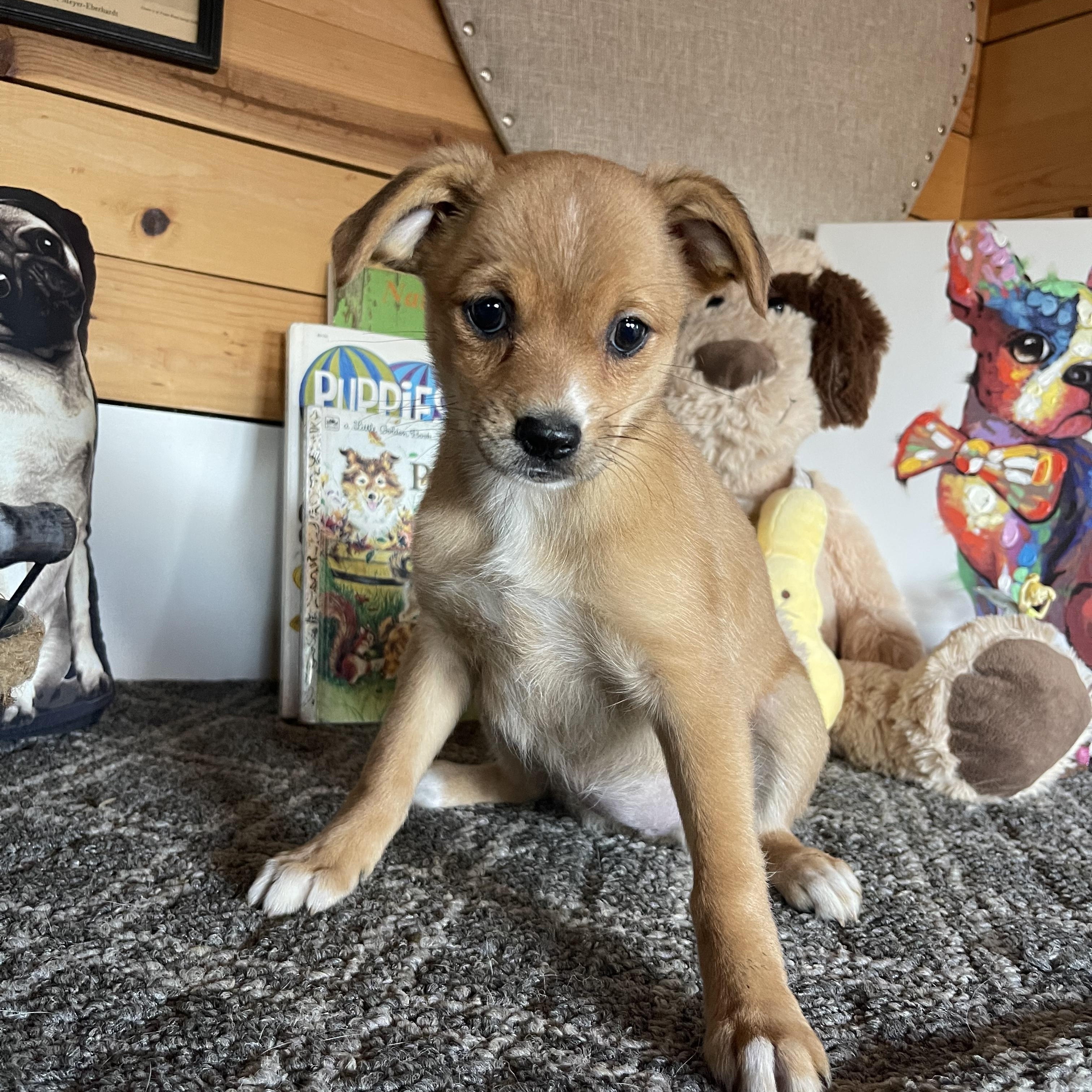 Enlarge Eden, a ADOPTABLE mixed breed in Vacaville, CA image 1/4