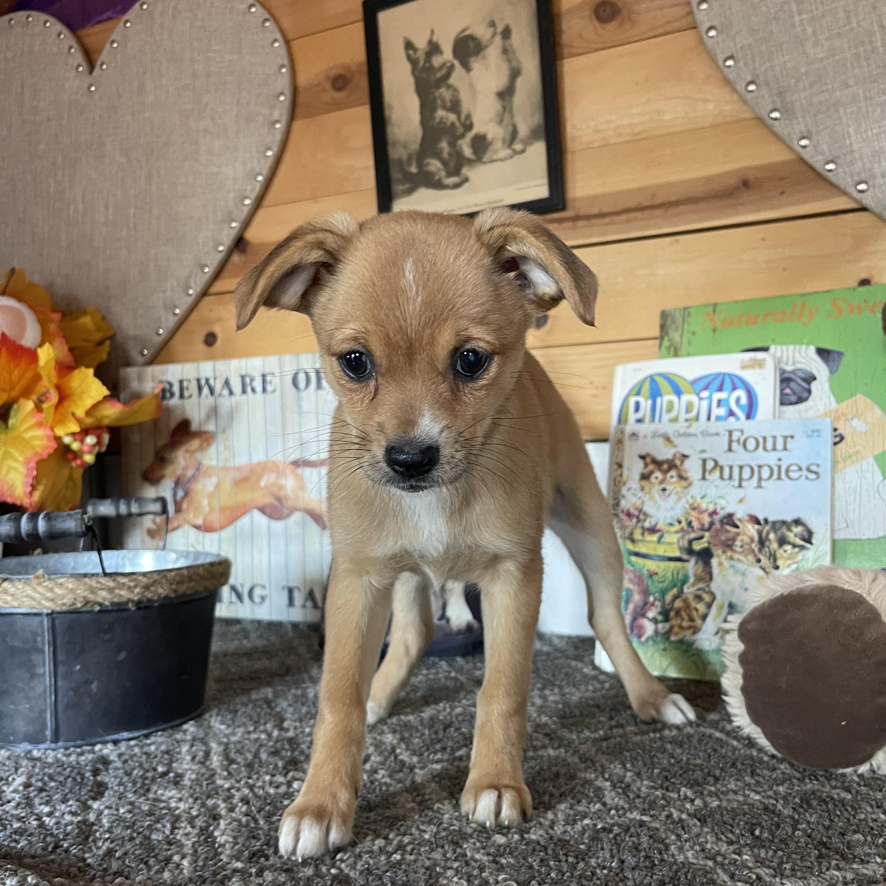 Enlarge Eden, a ADOPTABLE mixed breed in Vacaville, CA image 2/4