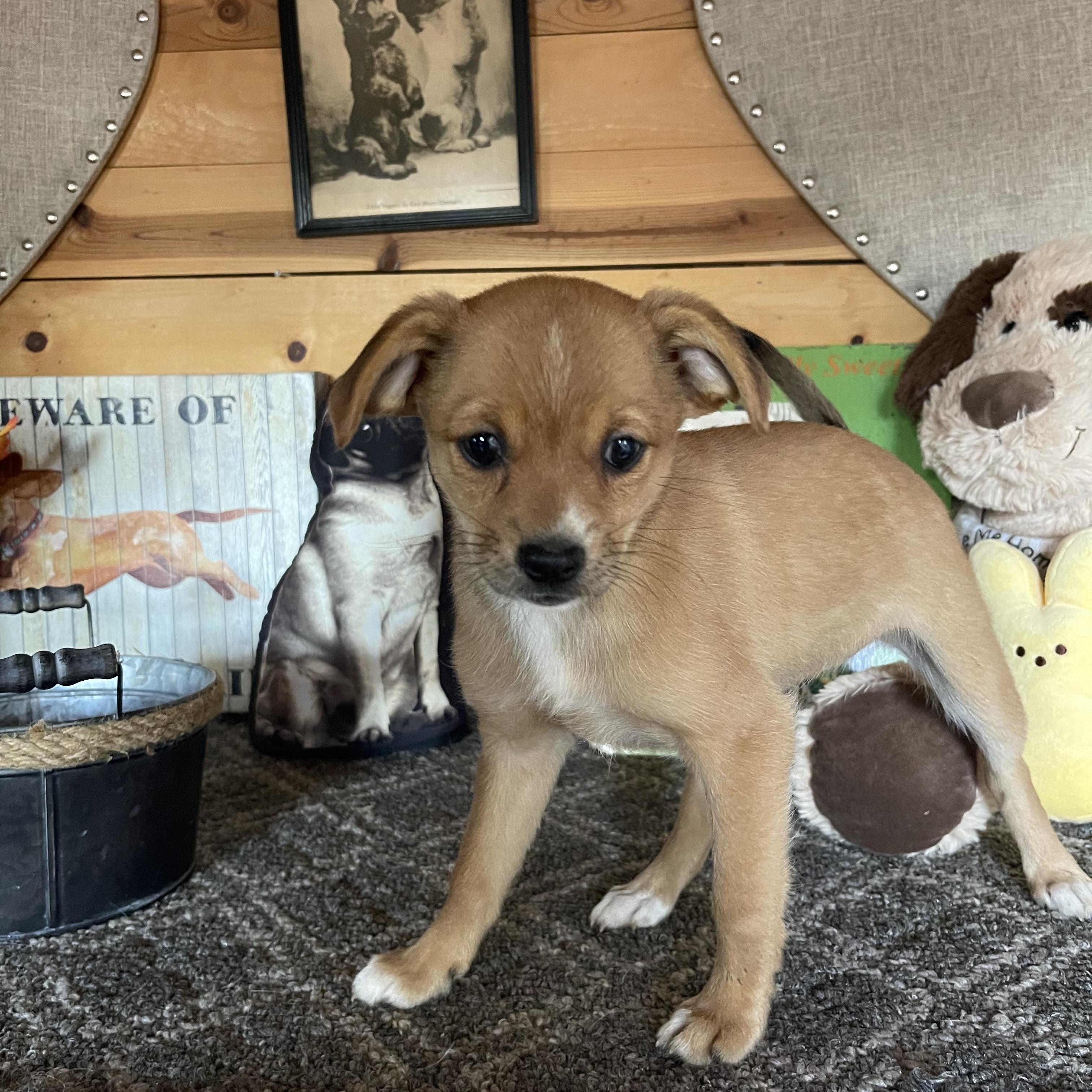 Enlarge Eden, a ADOPTABLE mixed breed in Vacaville, CA image 4/4