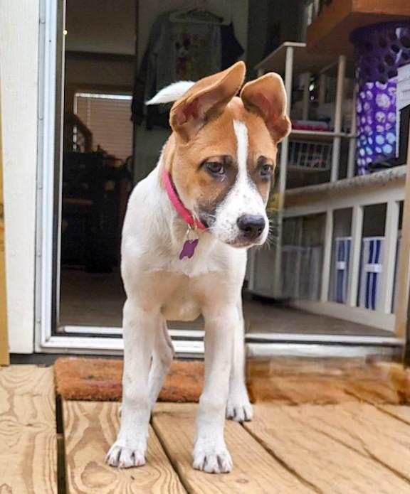 Dozer, a ADOPTABLE mixed breed in Southport, CT image 2/6