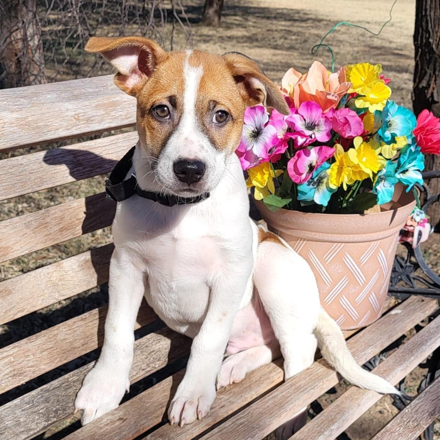 Dozer, a ADOPTABLE mixed breed in Southport, CT image 3/6