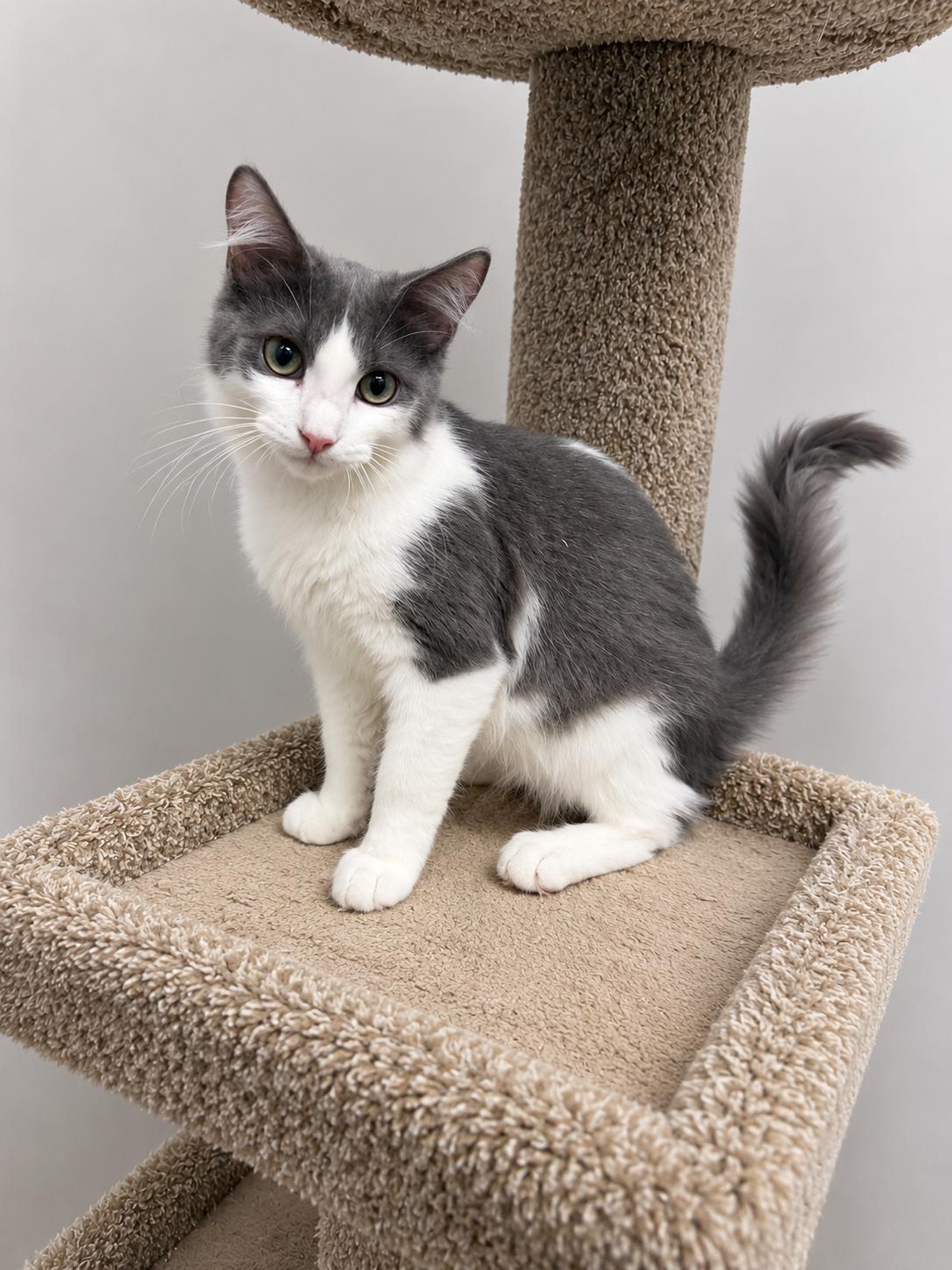 Rolly, Adoptable, Kitten Male Domestic Medium Hair.