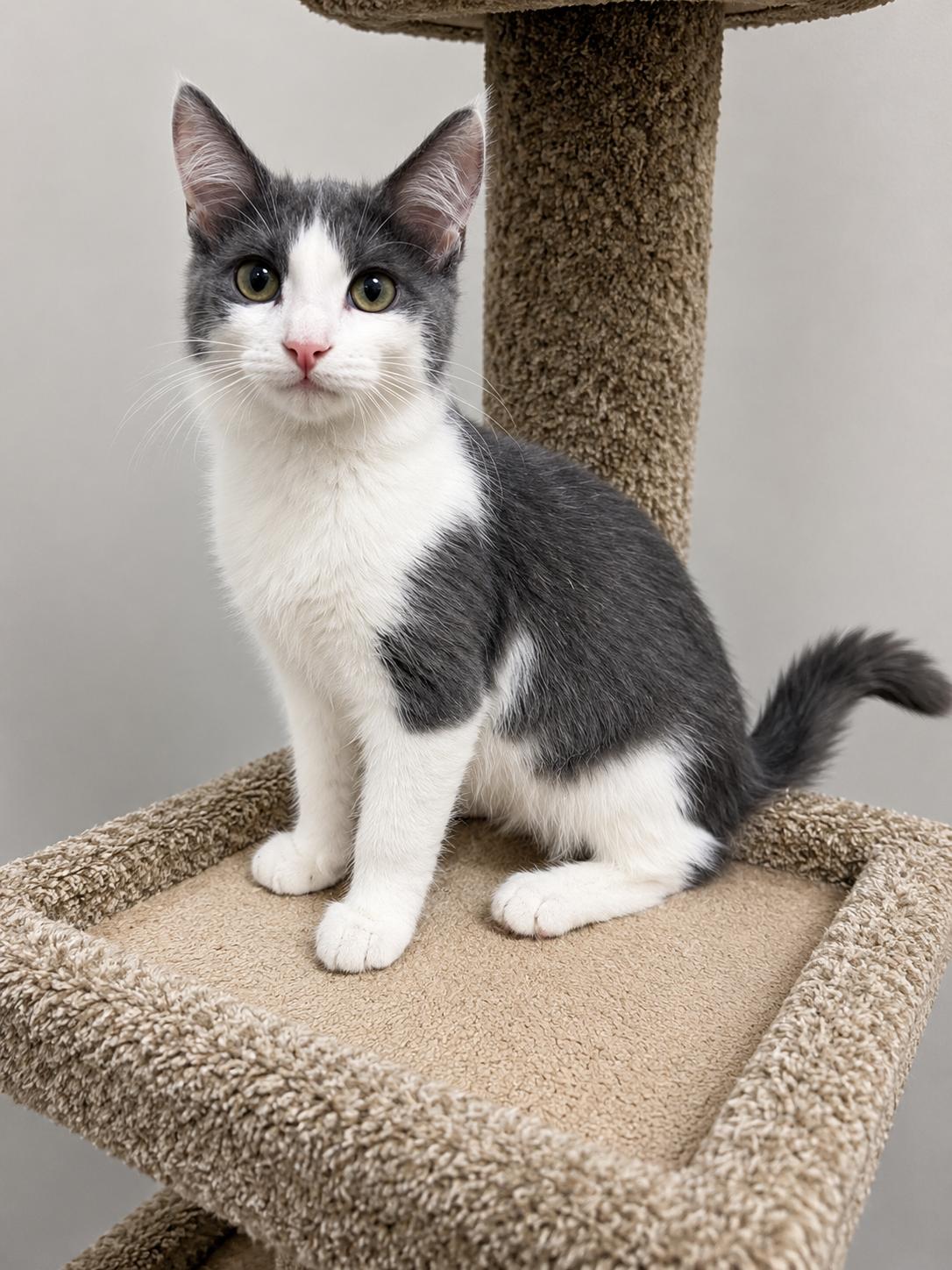 Rolly, a Adoptable Domestic Medium Hair in Rio Linda, CA image 2/3