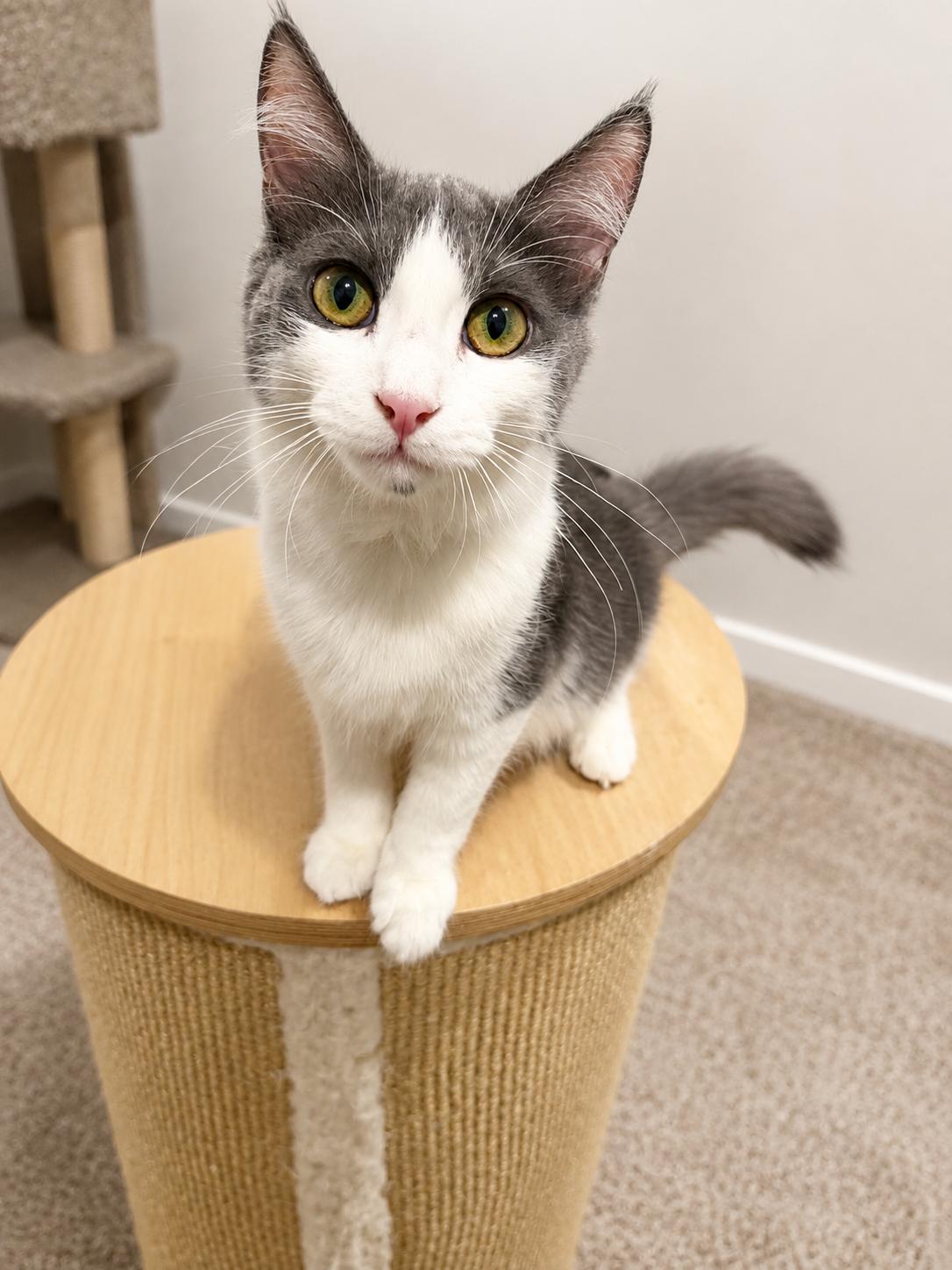 Enlarge Rolly, a Adoptable Domestic Medium Hair in Rio Linda, CA image 3/4