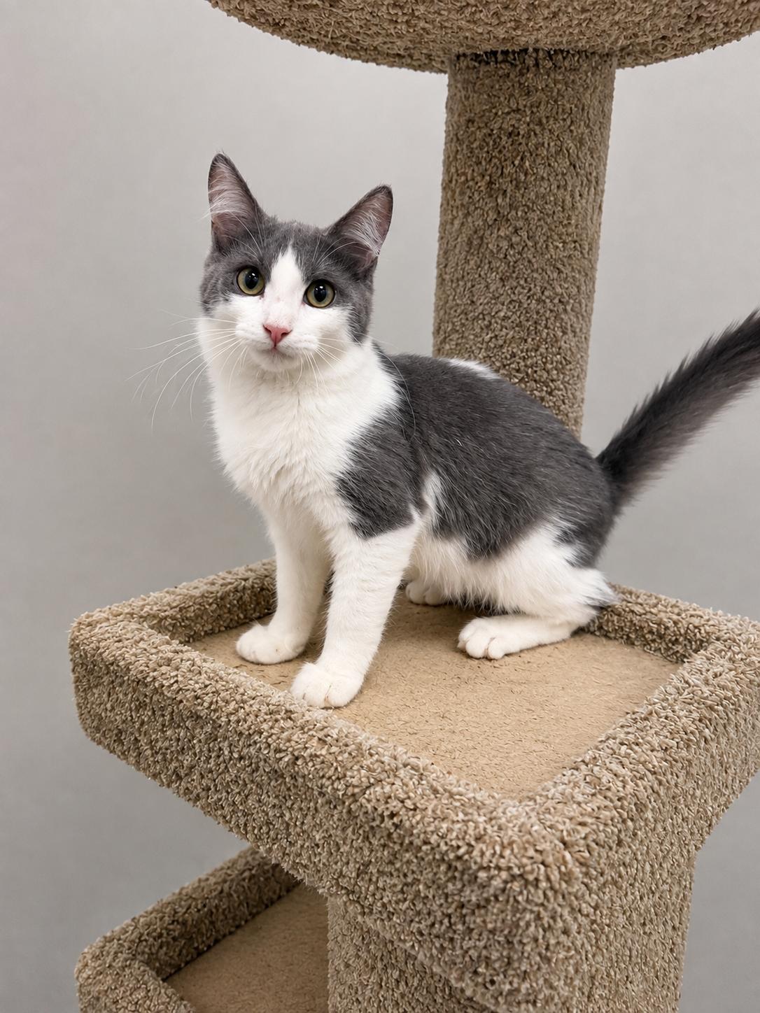 Rolly, a Adoptable Domestic Medium Hair in Rio Linda, CA image 3/3