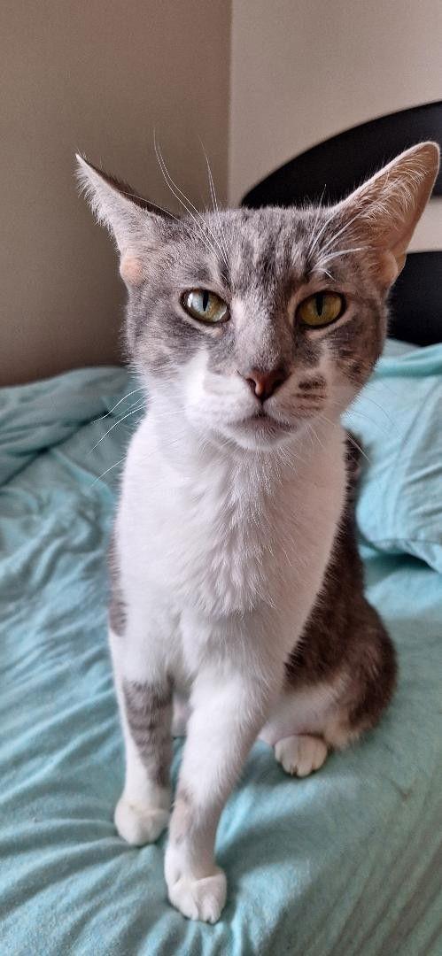 Enlarge WHITNEY, a Adoptable Domestic Short Hair in Northfield, OH image 1/3