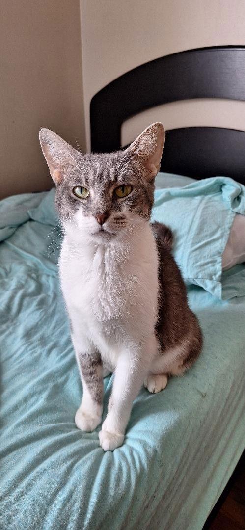 WHITNEY, Adoptable, Young Female Domestic Short Hair.