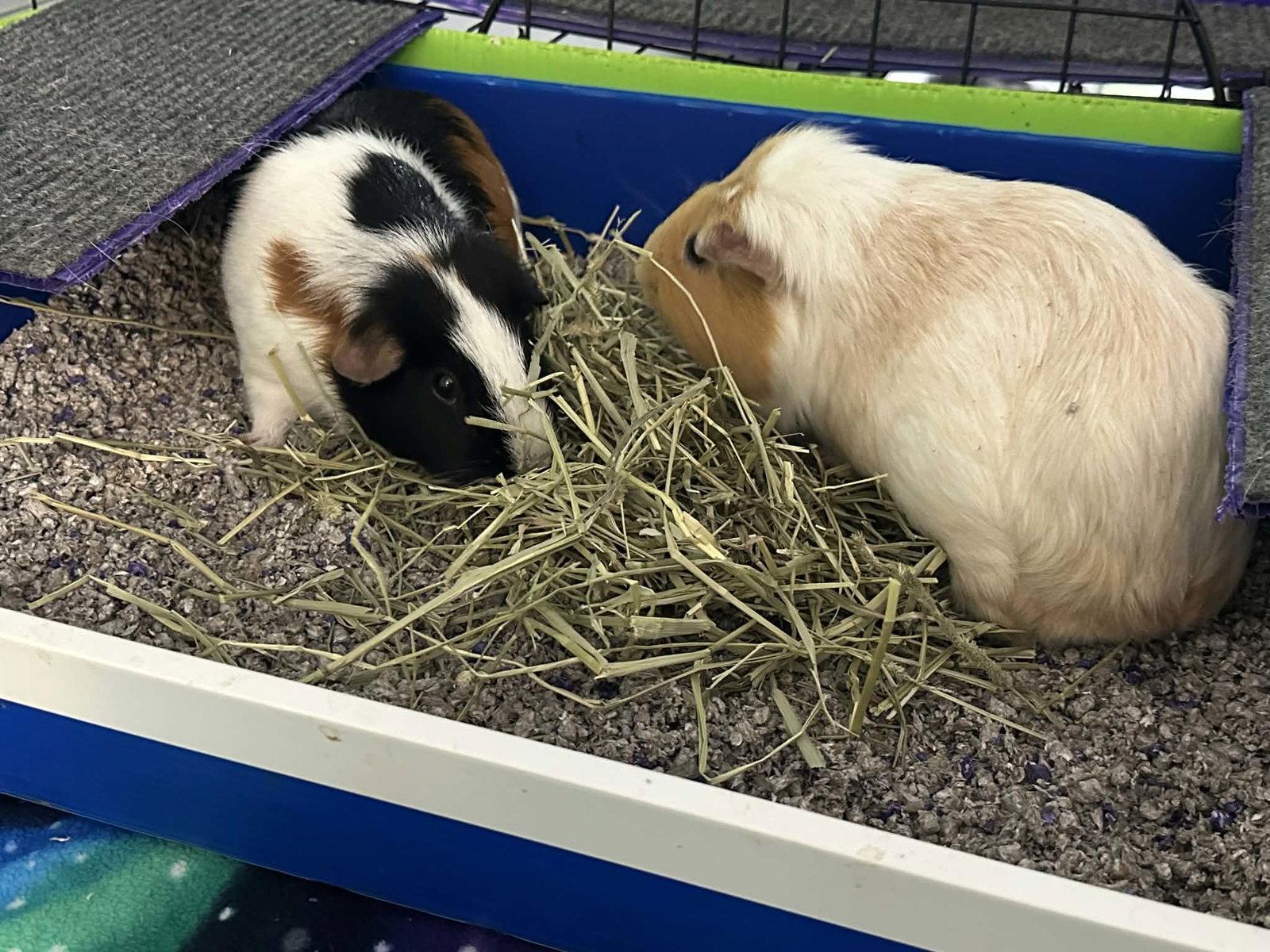 Olive and Piggy, Adoptable, Adult Female Guinea Pig.