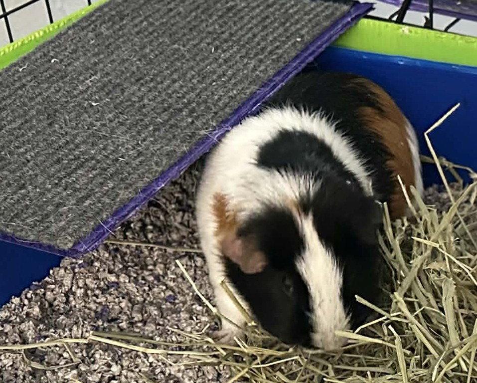 Olive and Piggy, a Adoptable Guinea Pig in Glenmoore, PA image 2/3