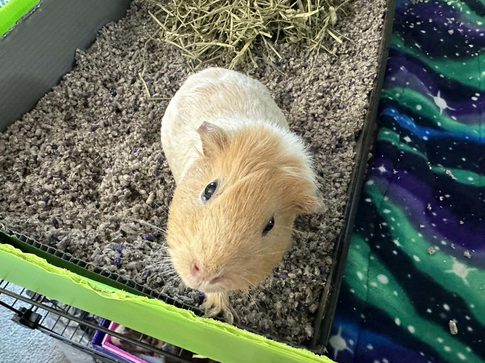 Olive and Piggy, a Adoptable Guinea Pig in Glenmoore, PA image 3/3