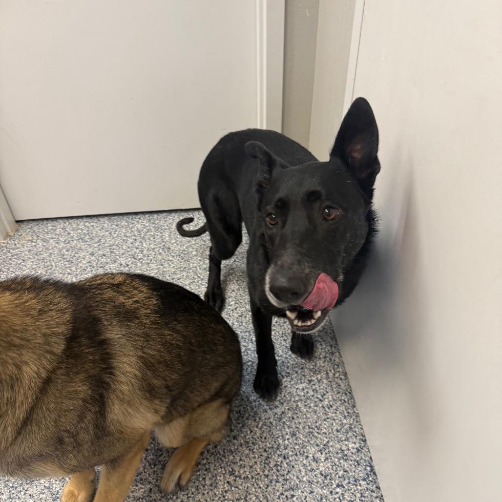 Juno, Adoptable, Adult Female German Shepherd Dog.