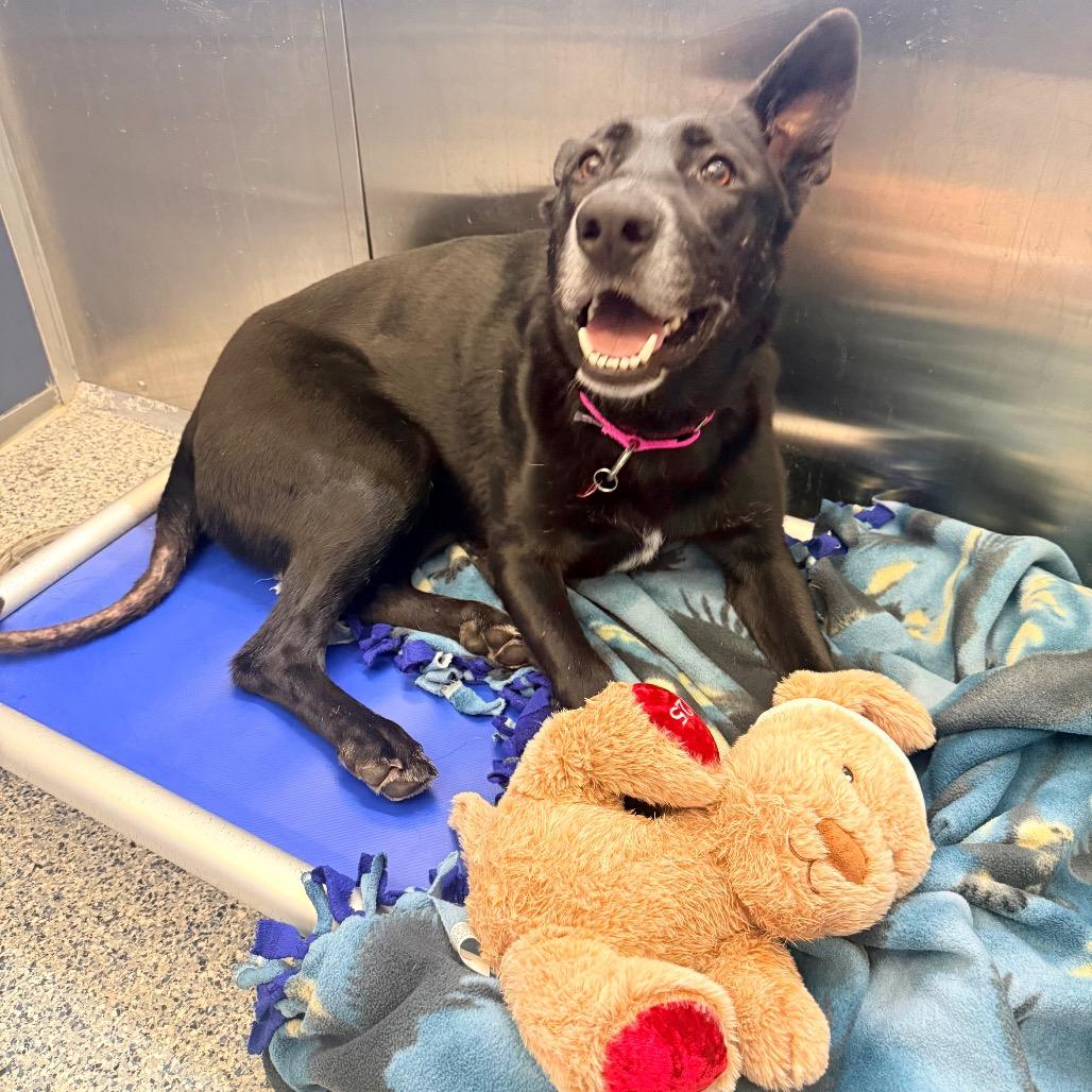 Enlarge Juno, a Adoptable German Shepherd Dog in Great Falls, MT image 2/6