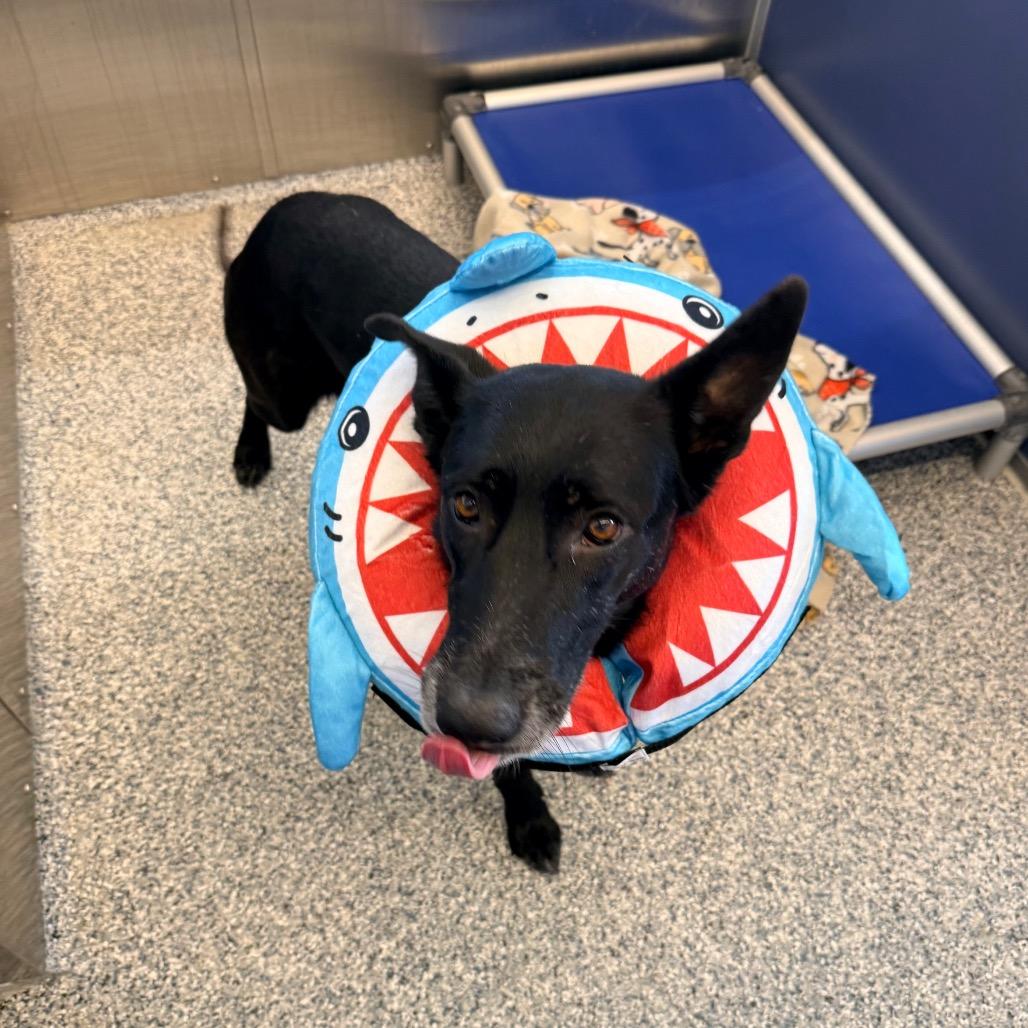 Enlarge Juno, a Adoptable German Shepherd Dog in Great Falls, MT image 3/6