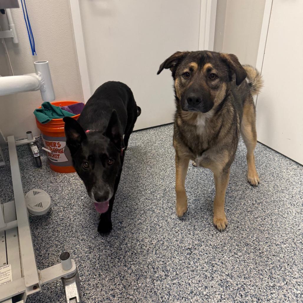 Juno, a Adoptable German Shepherd Dog in Great Falls, MT image 2/2