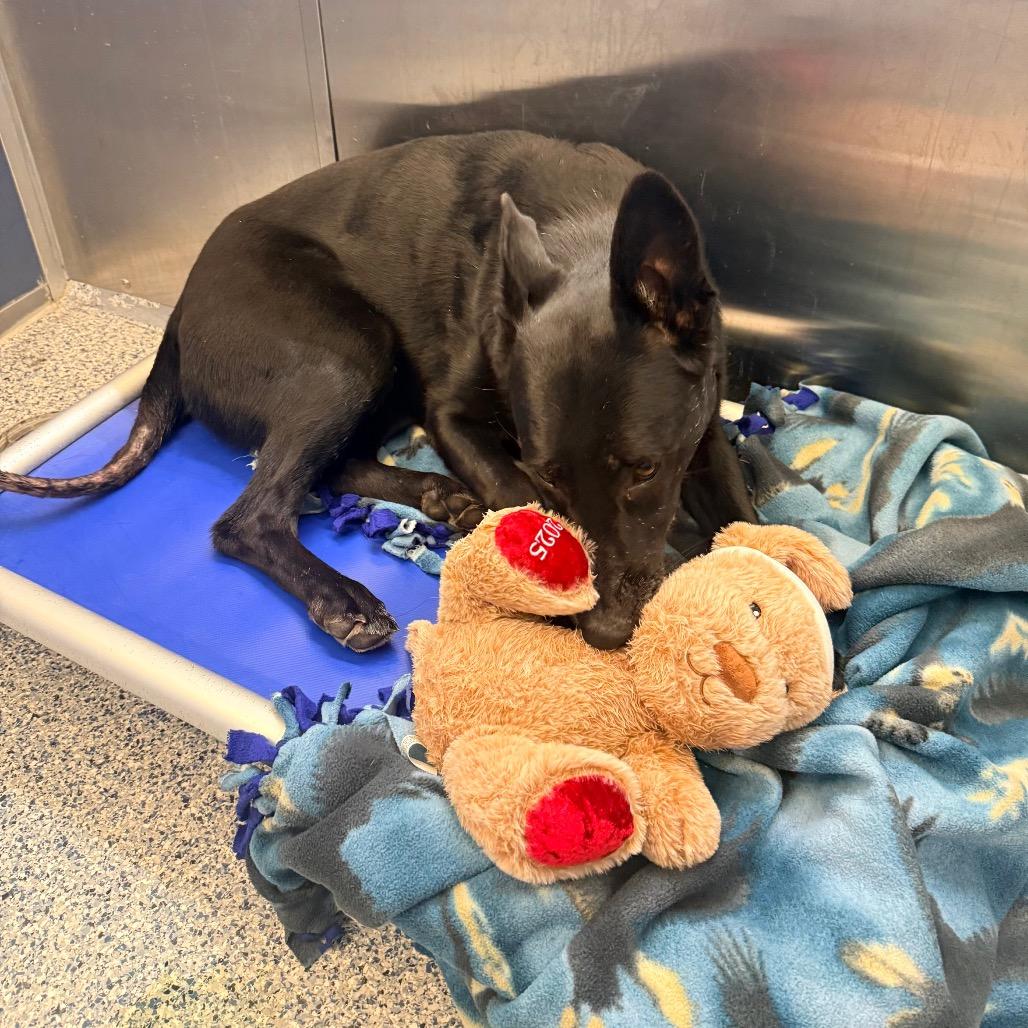 Enlarge Juno, a Adoptable German Shepherd Dog in Great Falls, MT image 5/6