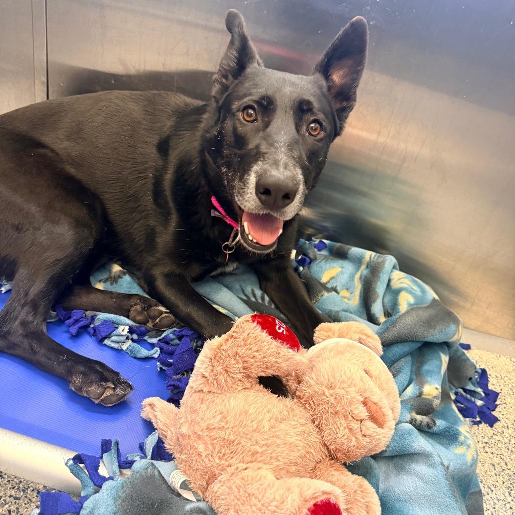 Enlarge Juno, a Adoptable German Shepherd Dog in Great Falls, MT image 6/6
