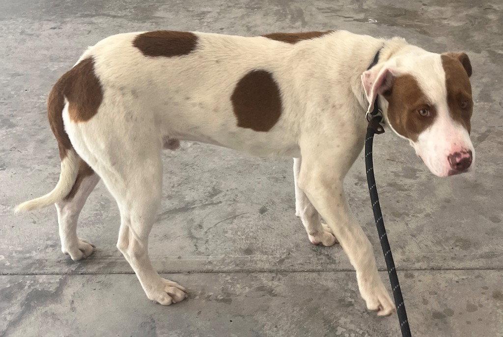 26-164 Cooter Brown, a Adoptable Hound in Tarboro, NC image 1/3