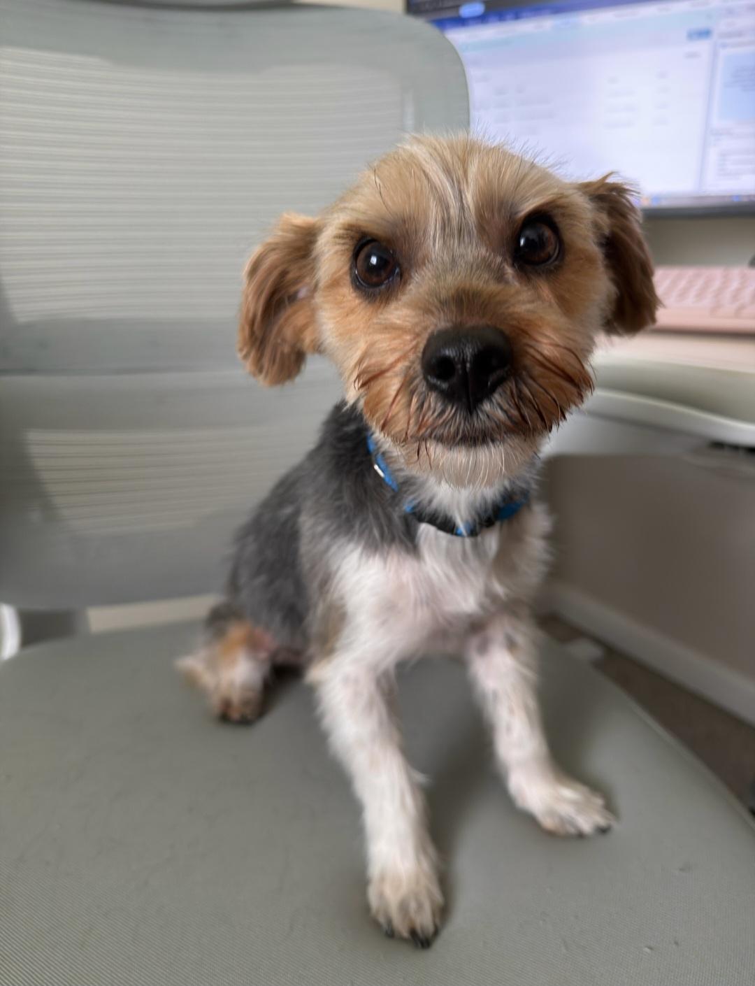 Kai, Adoptable, Adult Male Yorkshire Terrier.