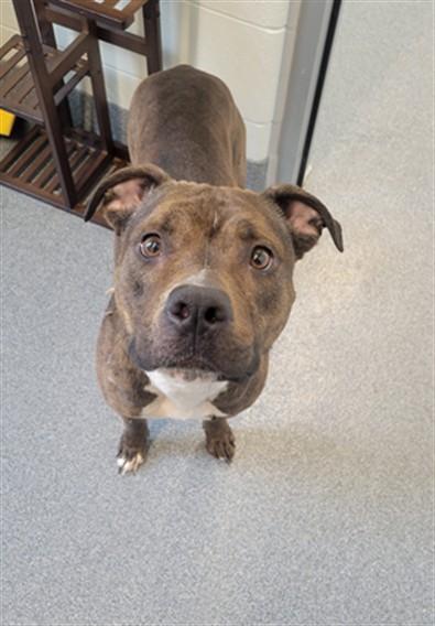 Enlarge ZAMBIA, a Adoptable Pit Bull Terrier in Toledo, OH image 1/1