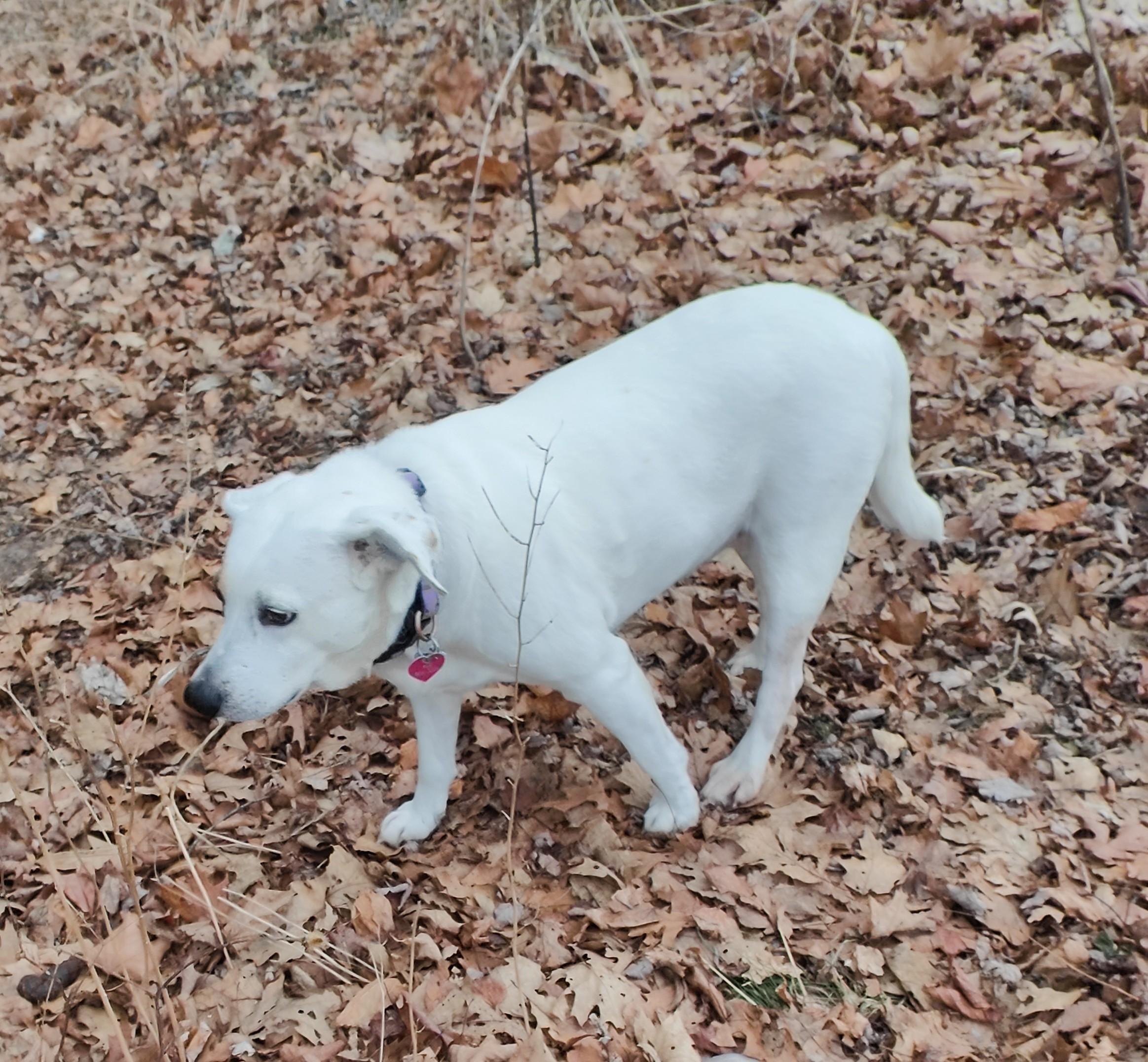 Maggie 3