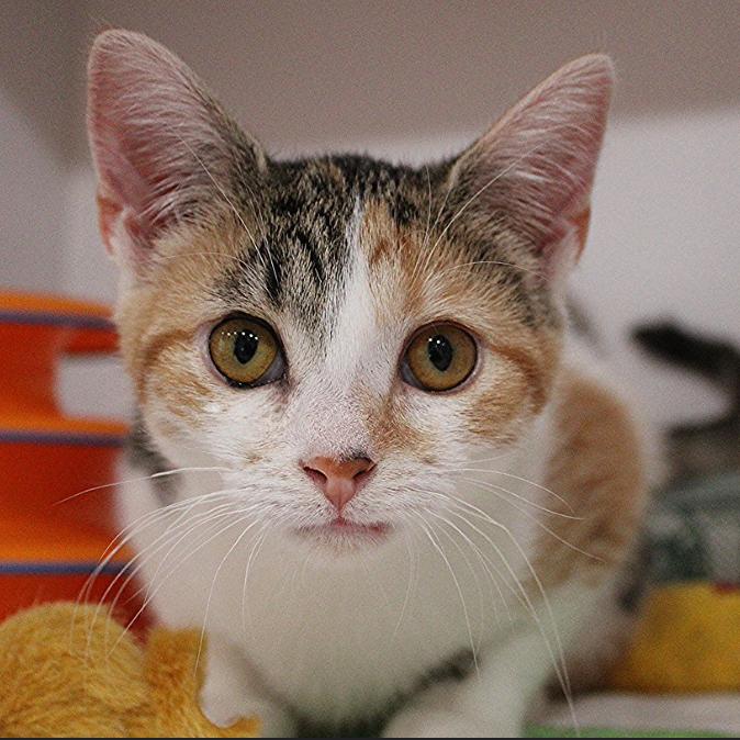 Lucky, Adoptable, Young Female Domestic Short Hair.