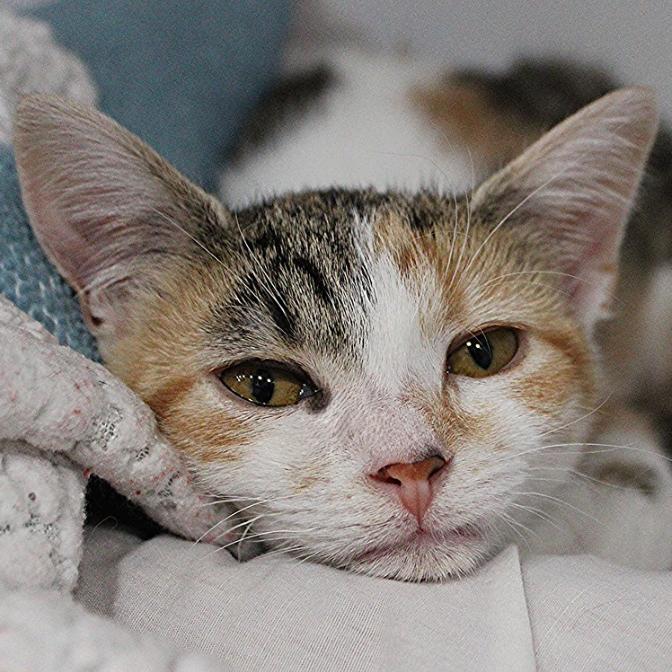 Enlarge Lucky, a Adoptable Domestic Short Hair in Defiance, OH image 2/3
