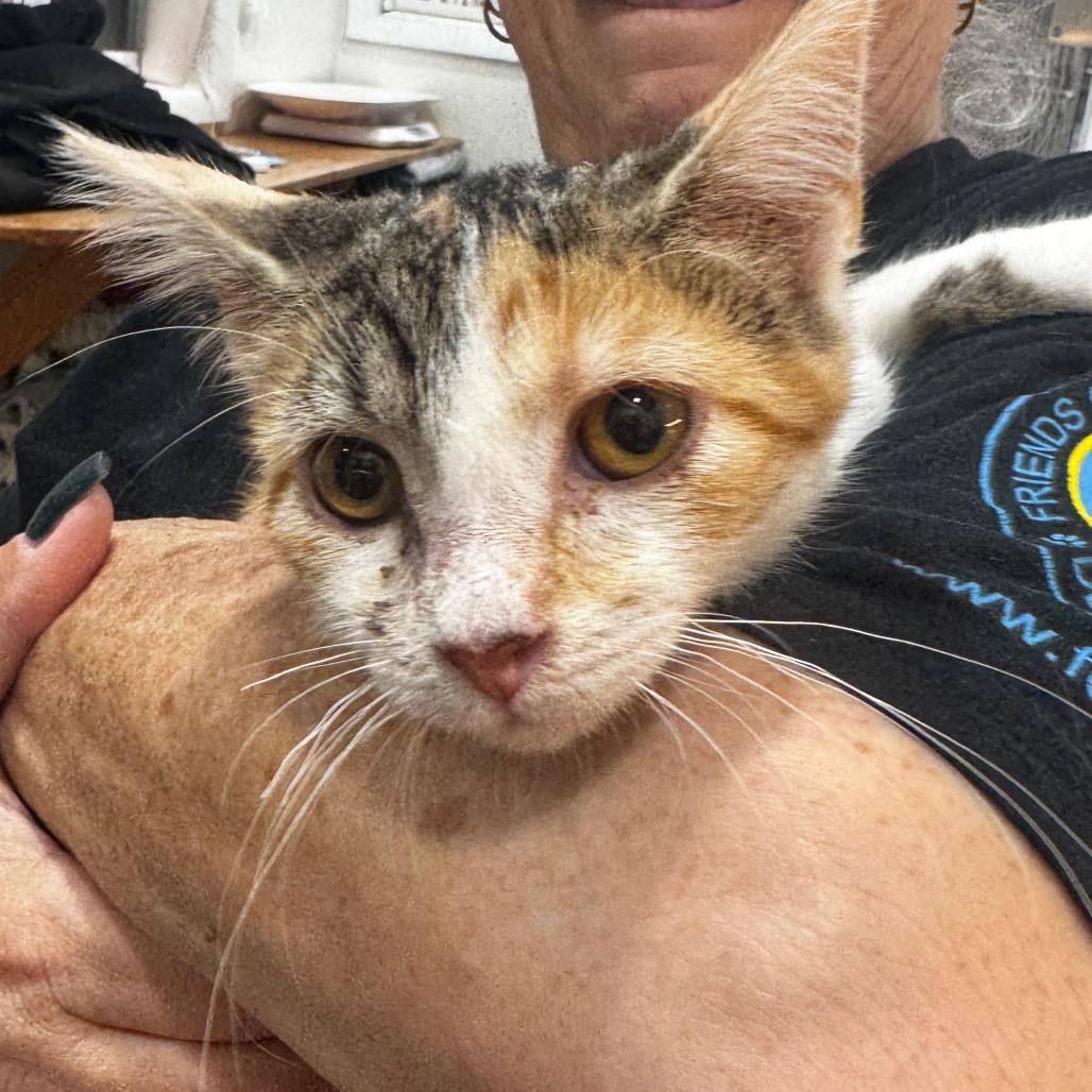 Enlarge Lucky, a Adoptable Domestic Short Hair in Defiance, OH image 3/3