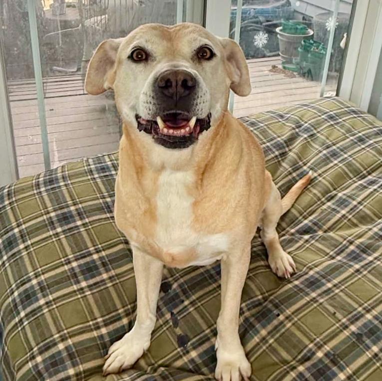 Flo, ADOPTABLE, Adult Female Labrador Retriever & Mixed Breed.