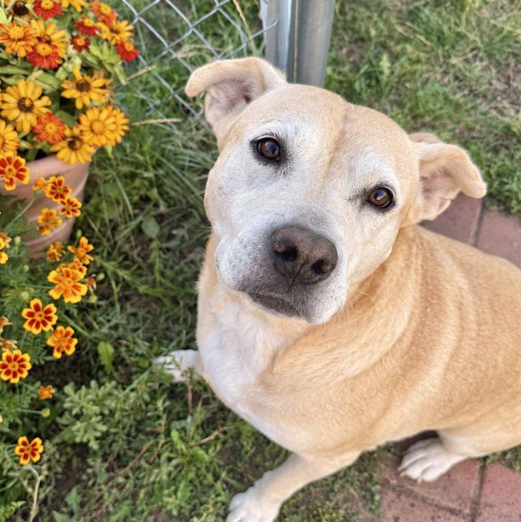 Enlarge Flo, a ADOPTABLE mixed breed in Mead, CO image 1/3