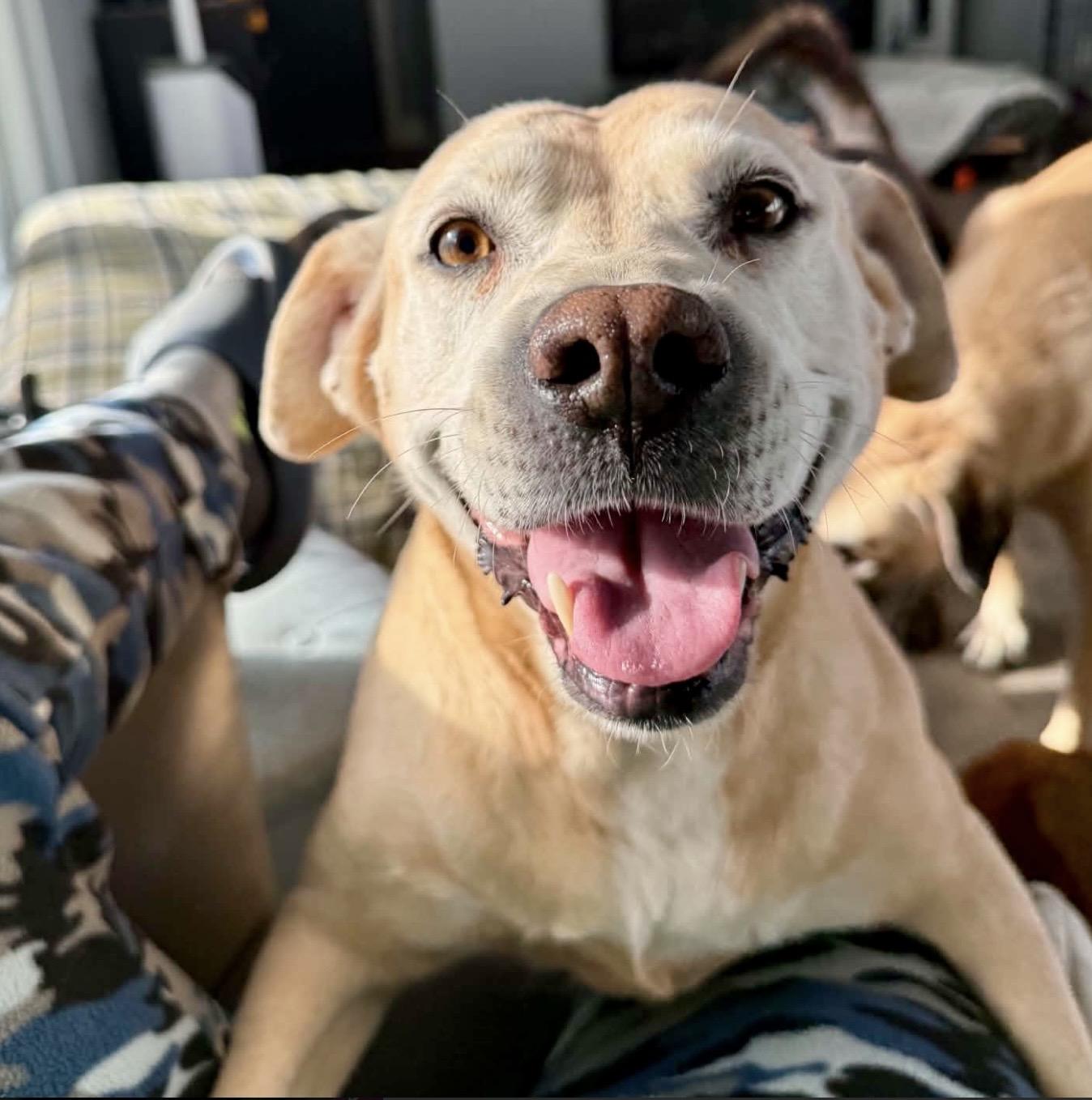 Flo, ADOPTABLE, Adult Female Labrador Retriever & Mixed Breed.
