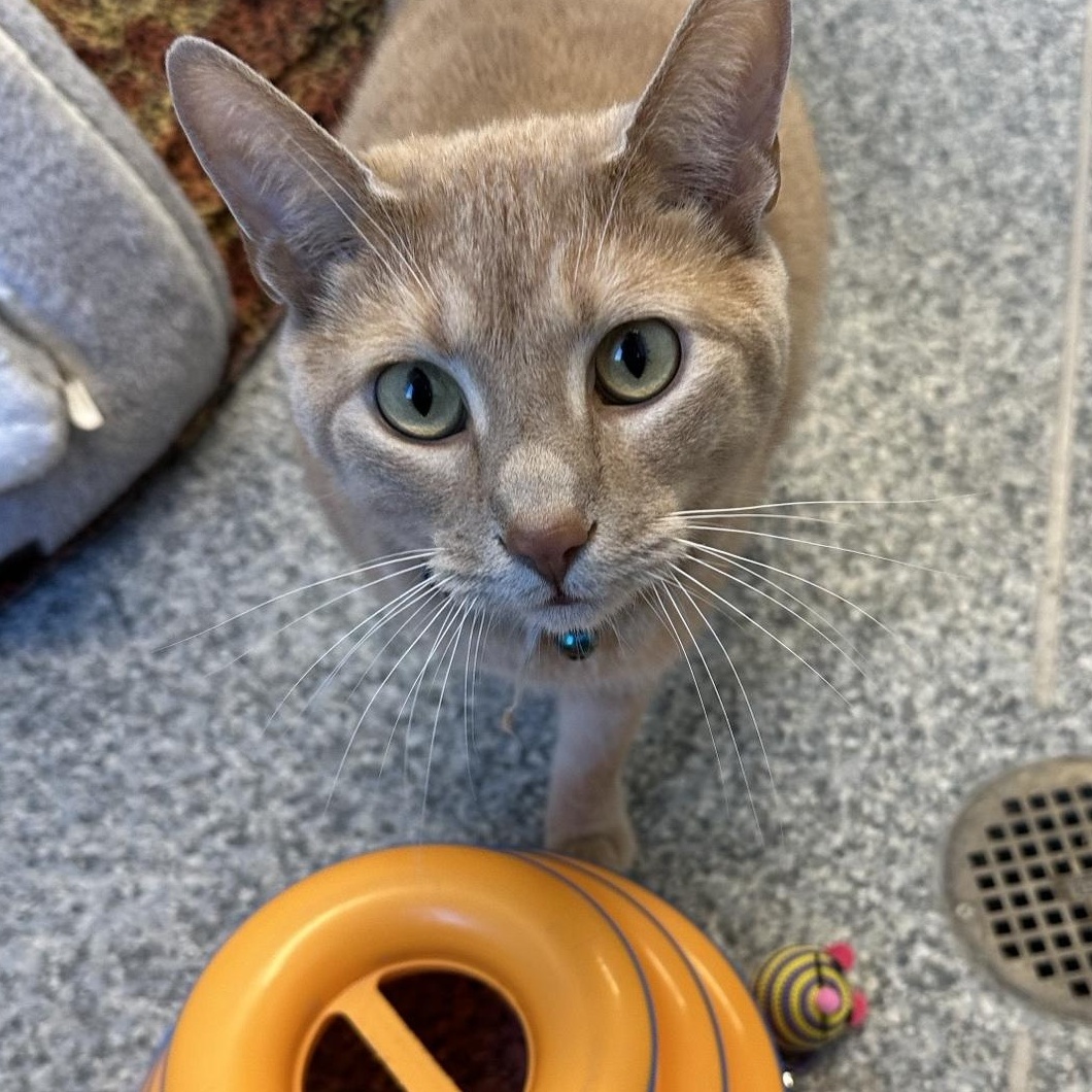 Enlarge Milton (ID 45021/1295), a ADOPTABLE Domestic Short Hair in Manassas, VA image 1/2