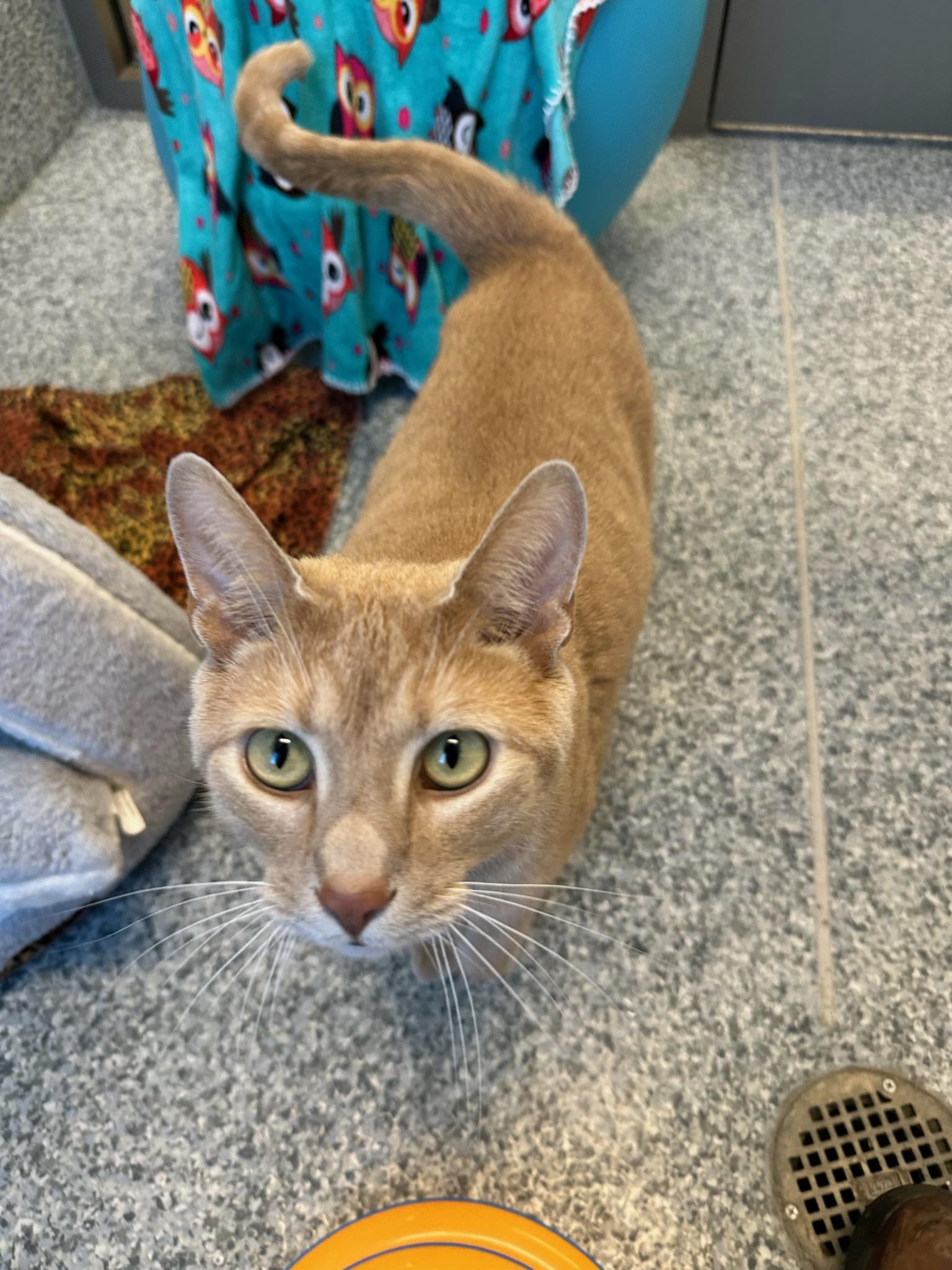 Enlarge Milton (ID 45021/1295), a ADOPTABLE Domestic Short Hair in Manassas, VA image 2/2